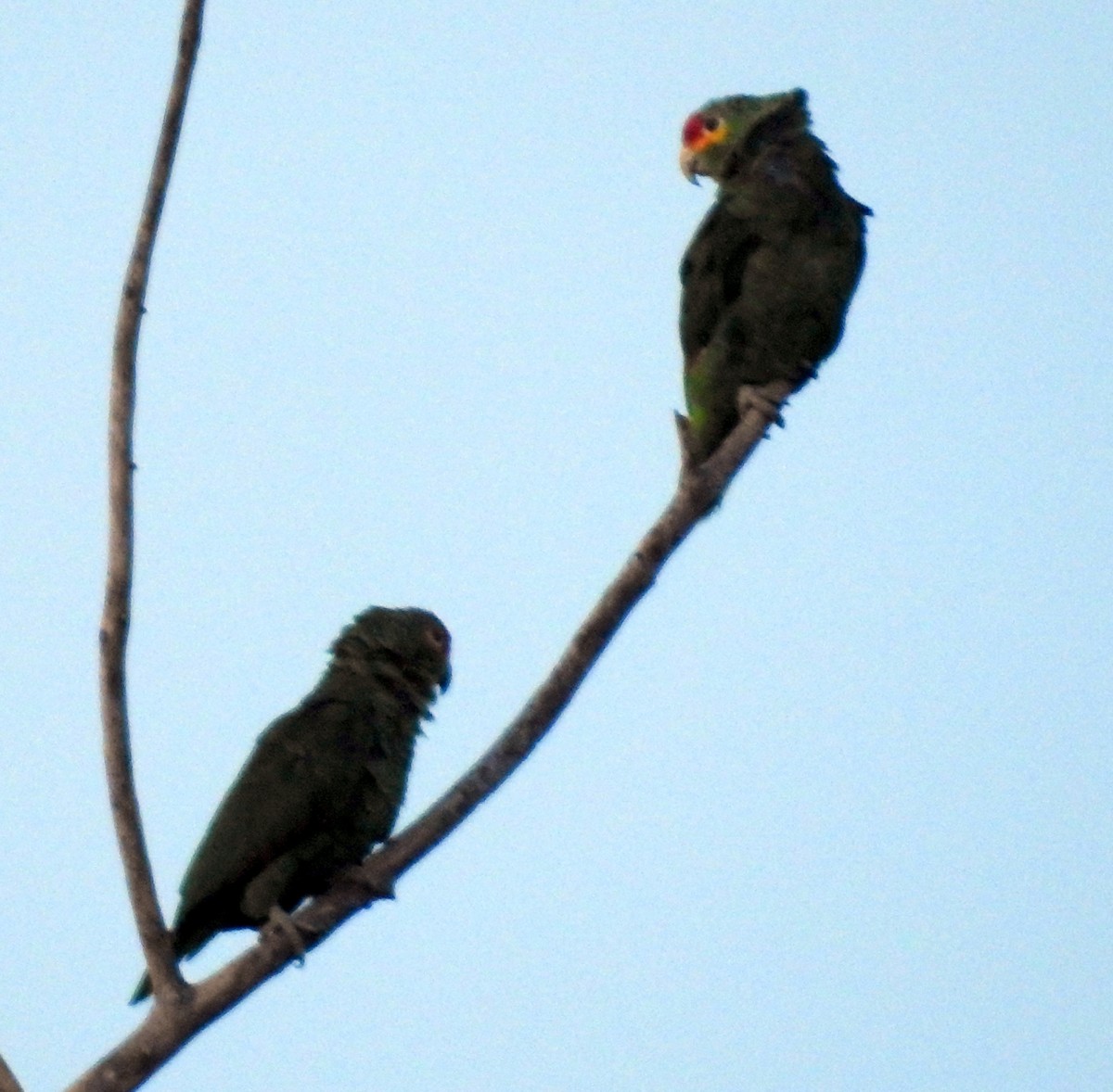 Red-lored Parrot - ML623421815