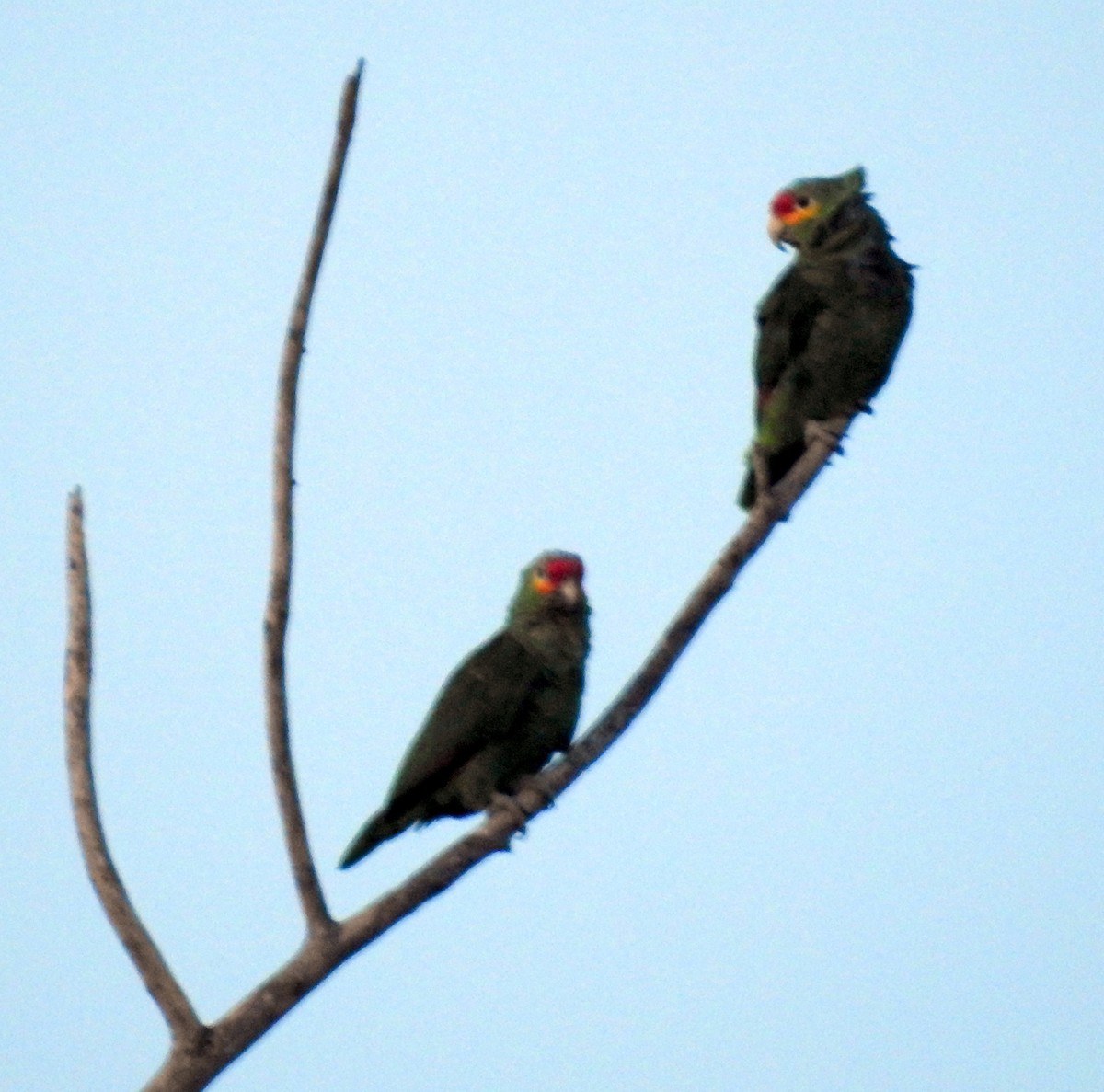 Red-lored Parrot - ML623421816