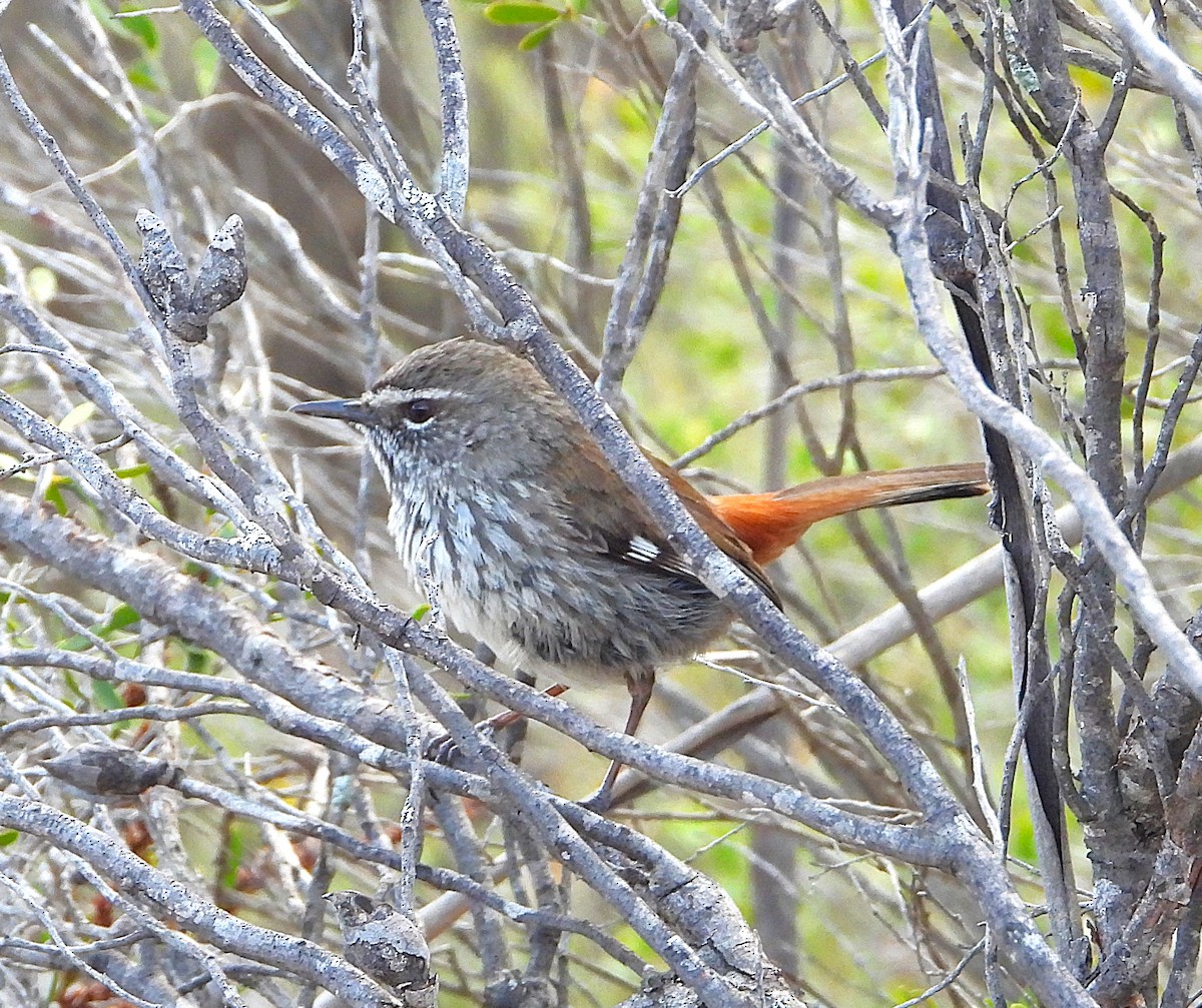 Shy Heathwren - ML623421822