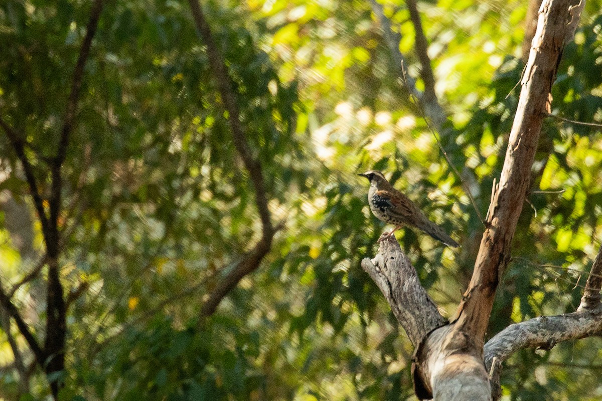 Spotted Quail-thrush - ML623421876