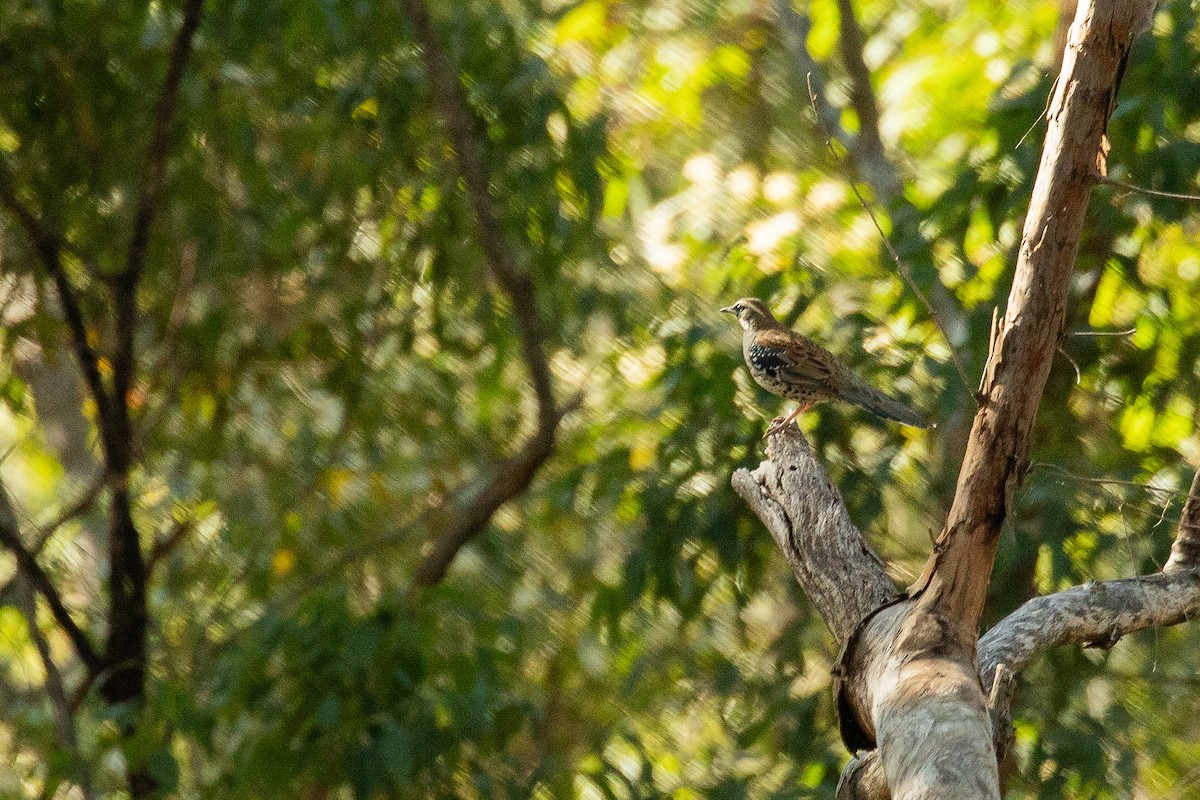 Spotted Quail-thrush - ML623421877