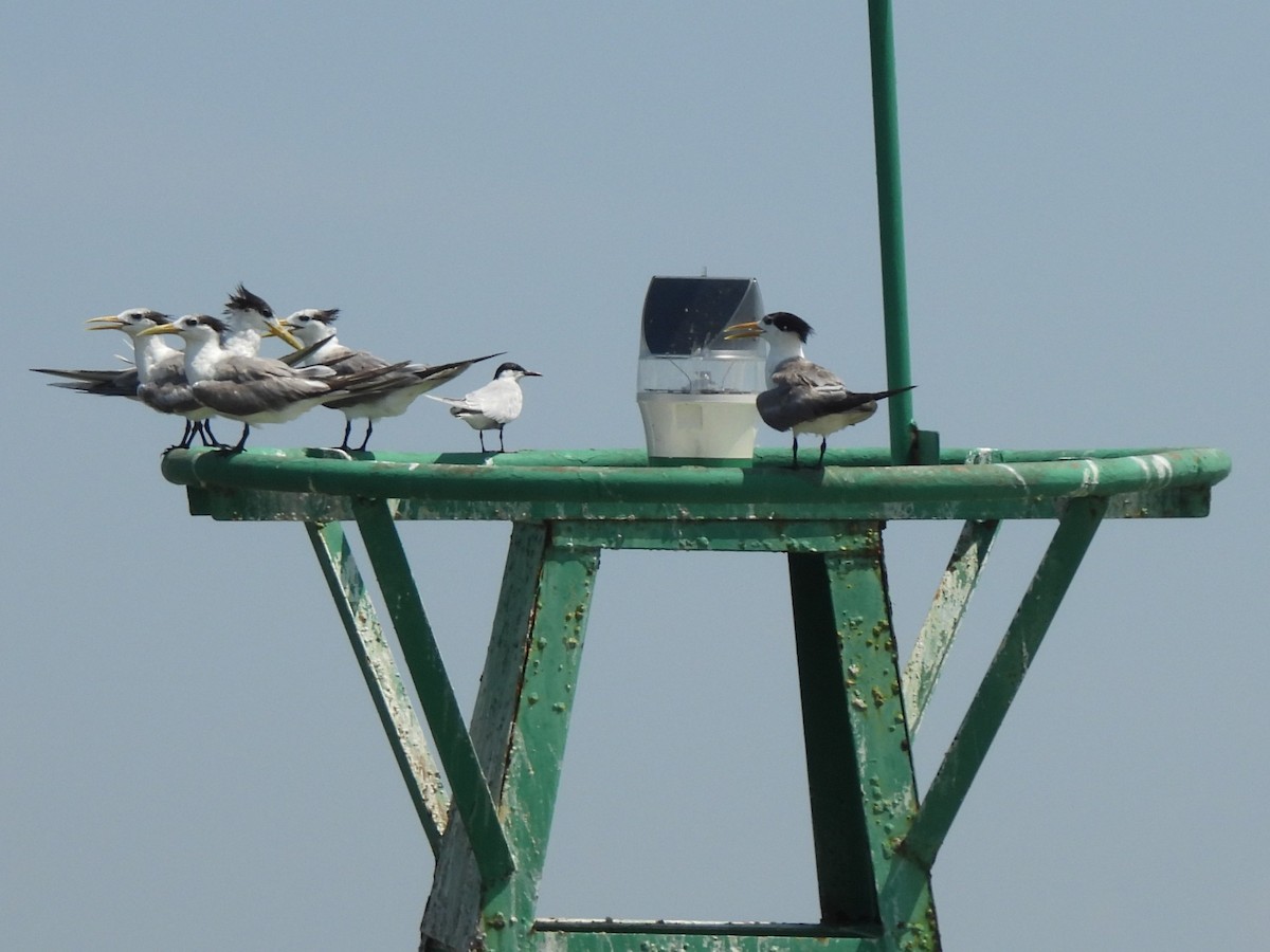 Great Crested Tern - ML623421980