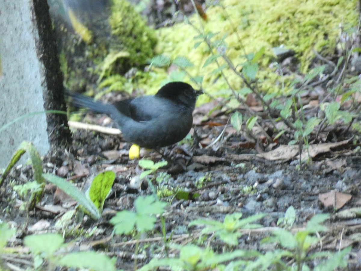 Yellow-thighed Brushfinch - Nancy Patterson