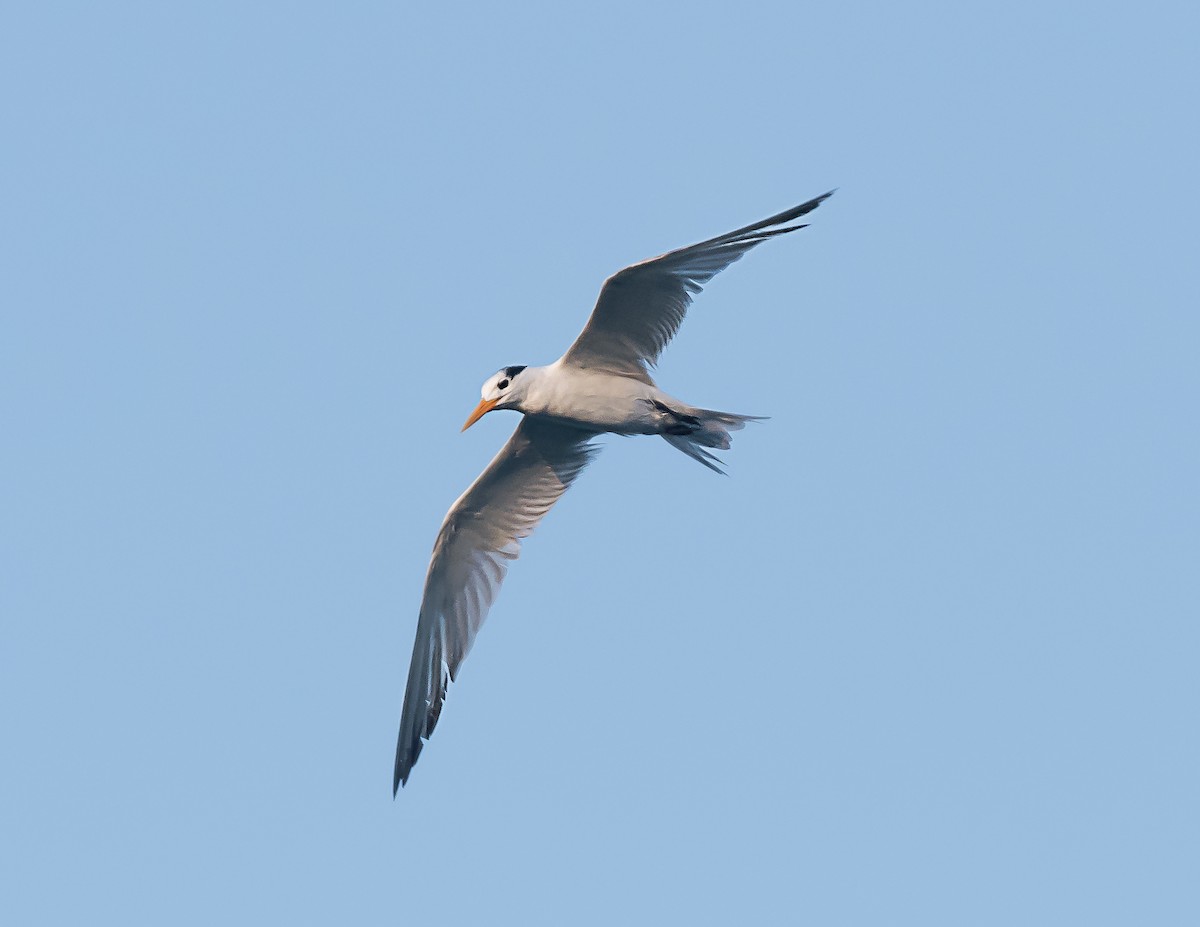 Lesser Crested Tern - chandana roy