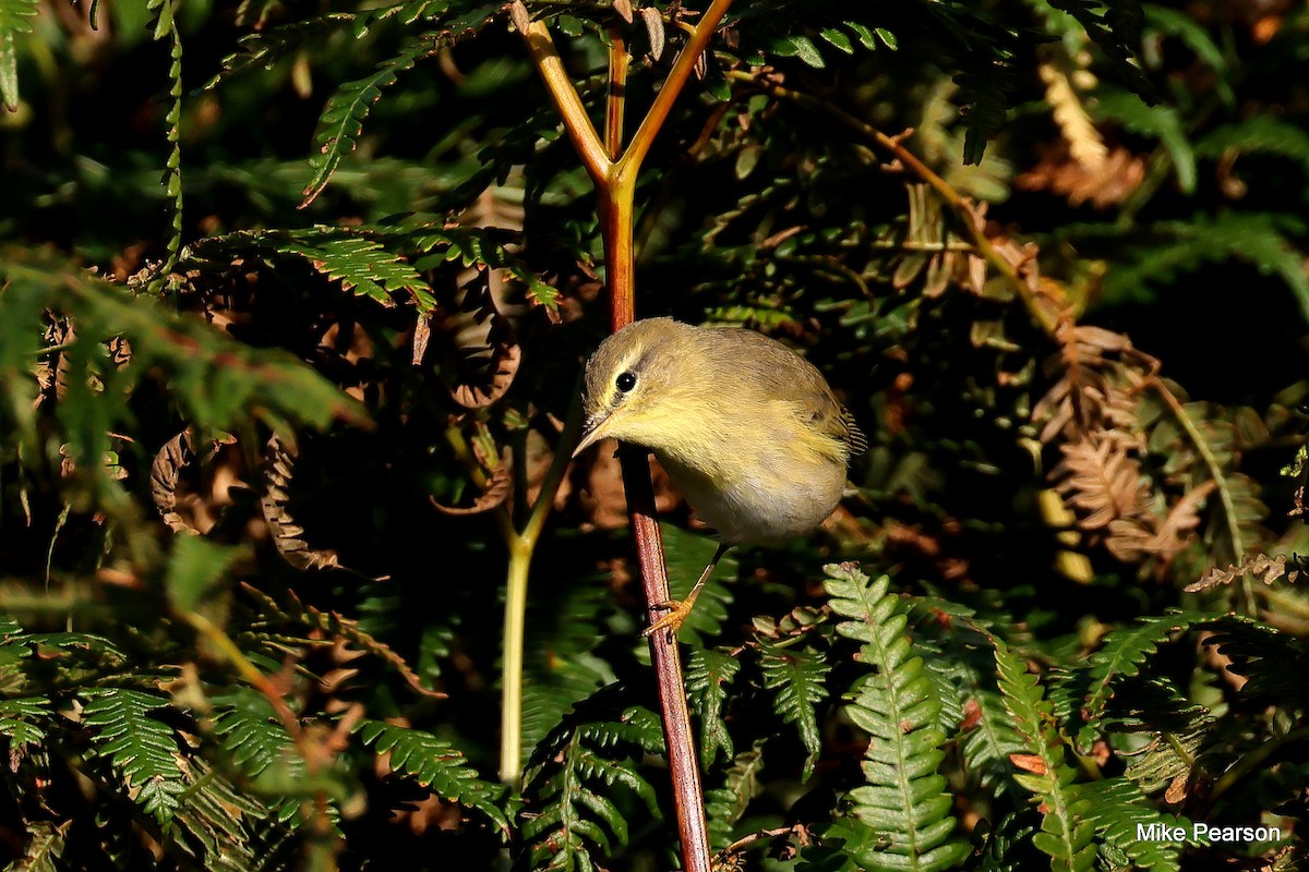 Willow Warbler - Mike Pearson