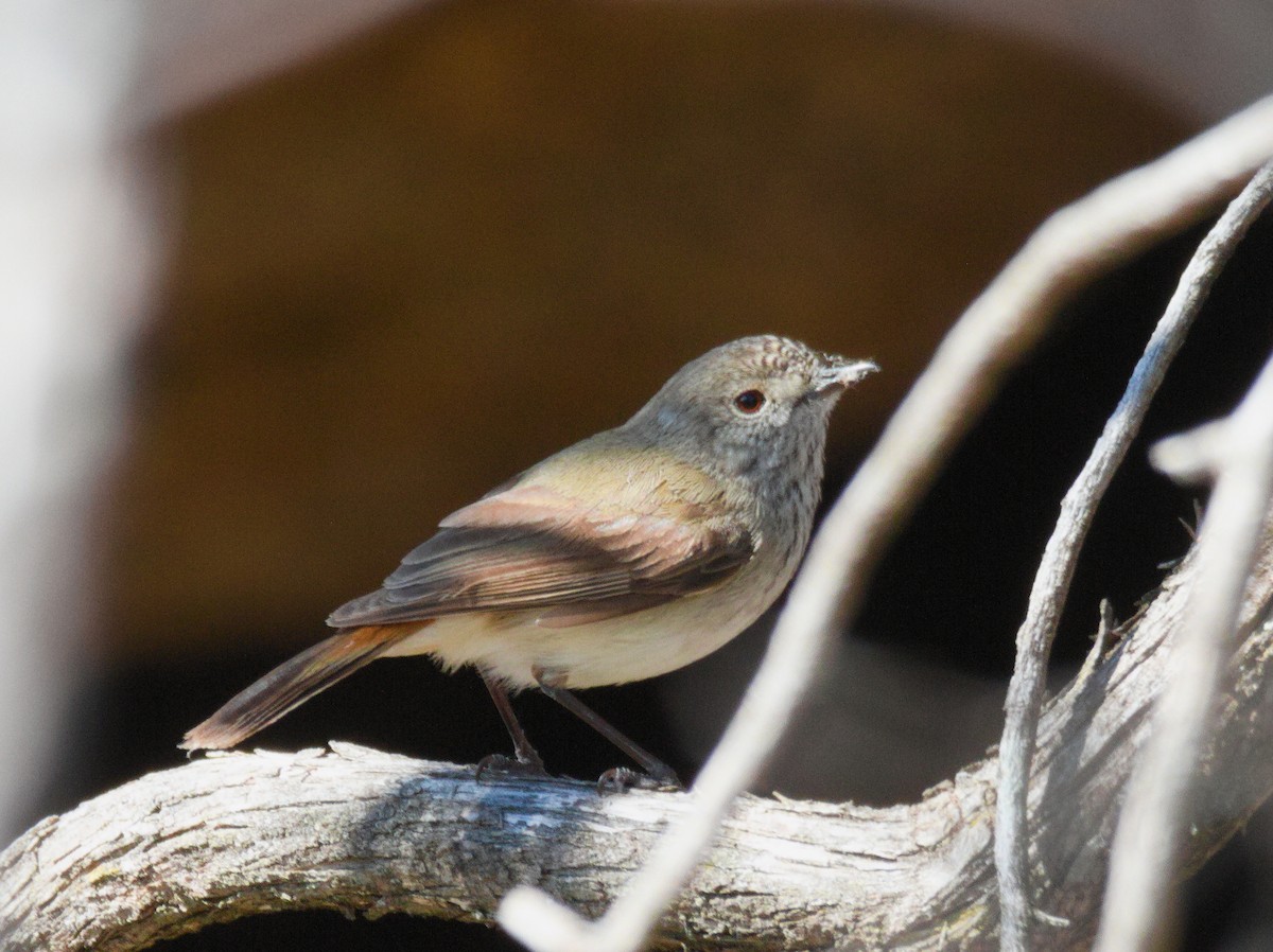 Inland Thornbill - ML623422038