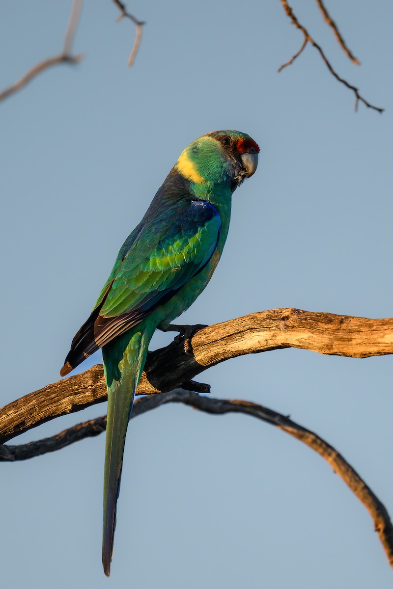 Australian Ringneck (Mallee) - ML623422040