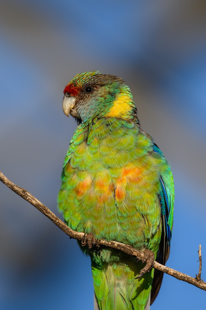 Australian Ringneck (Mallee) - ML623422041