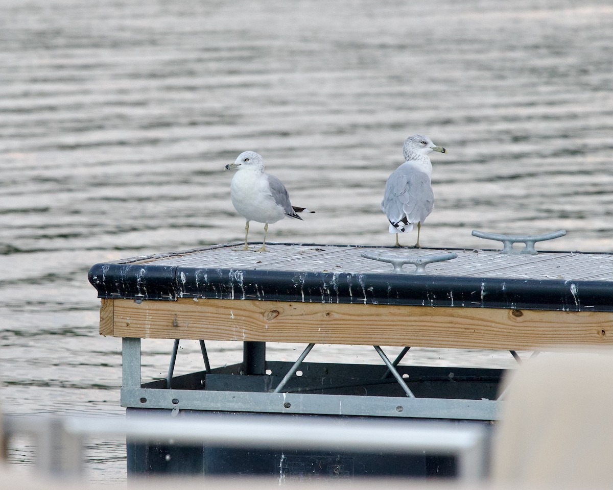 Ring-billed Gull - ML623422129