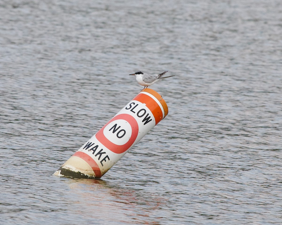 Forster's Tern - ML623422134