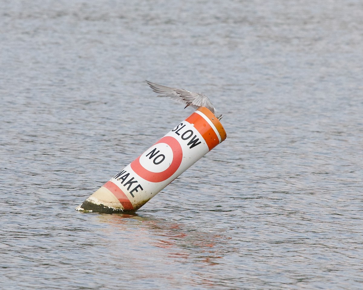 Forster's Tern - ML623422135