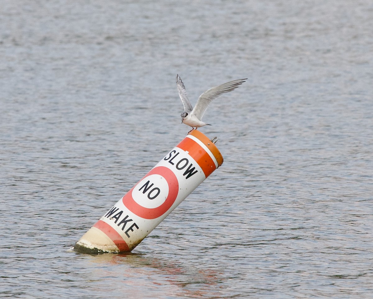 Forster's Tern - ML623422136