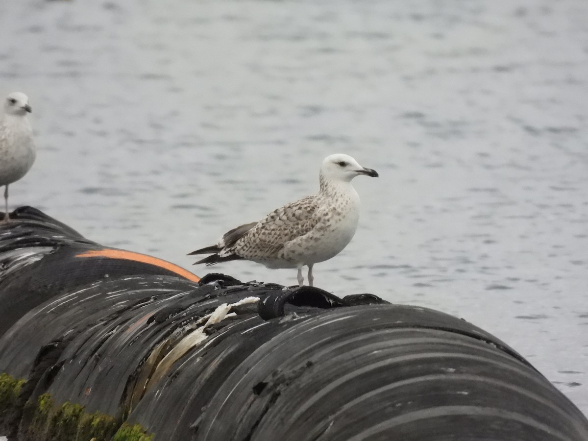 Armenian Gull - ML623422139