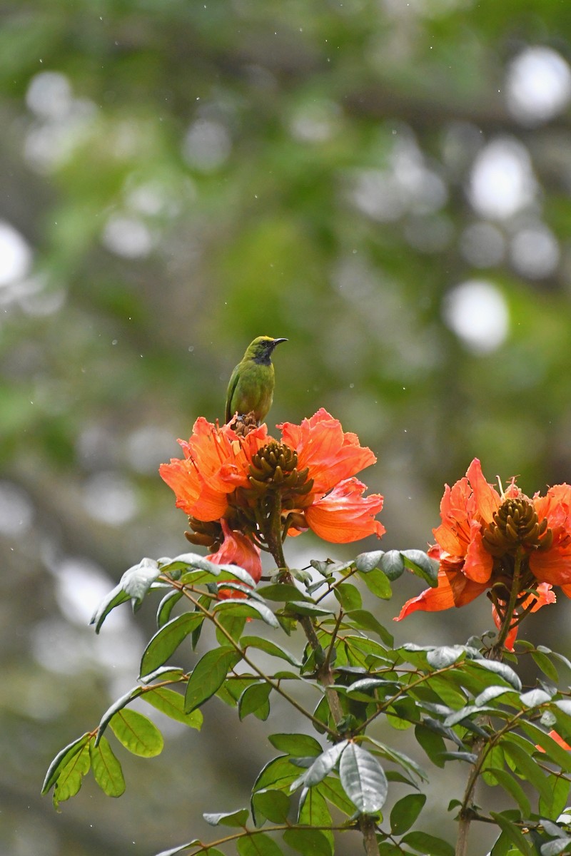 Golden-fronted Leafbird - ML623422162