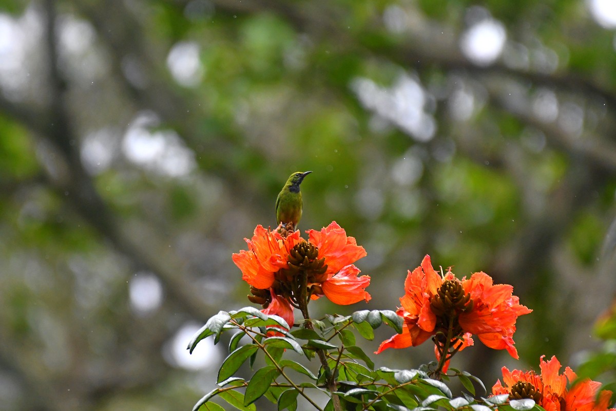 Golden-fronted Leafbird - vinodh Kambalathara