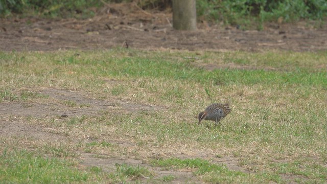 Buff-banded Rail - ML623422308