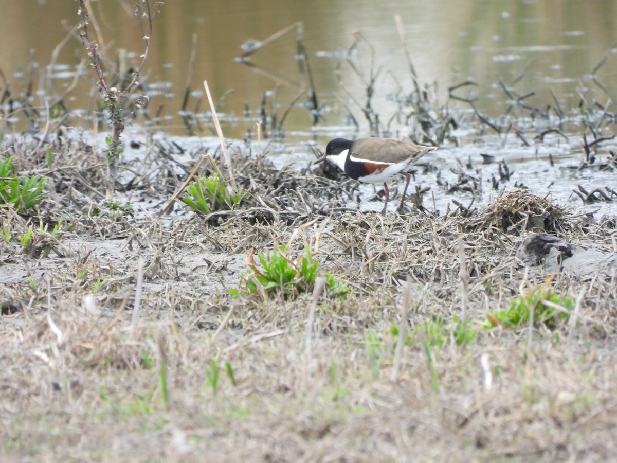 Red-kneed Dotterel - ML623422350