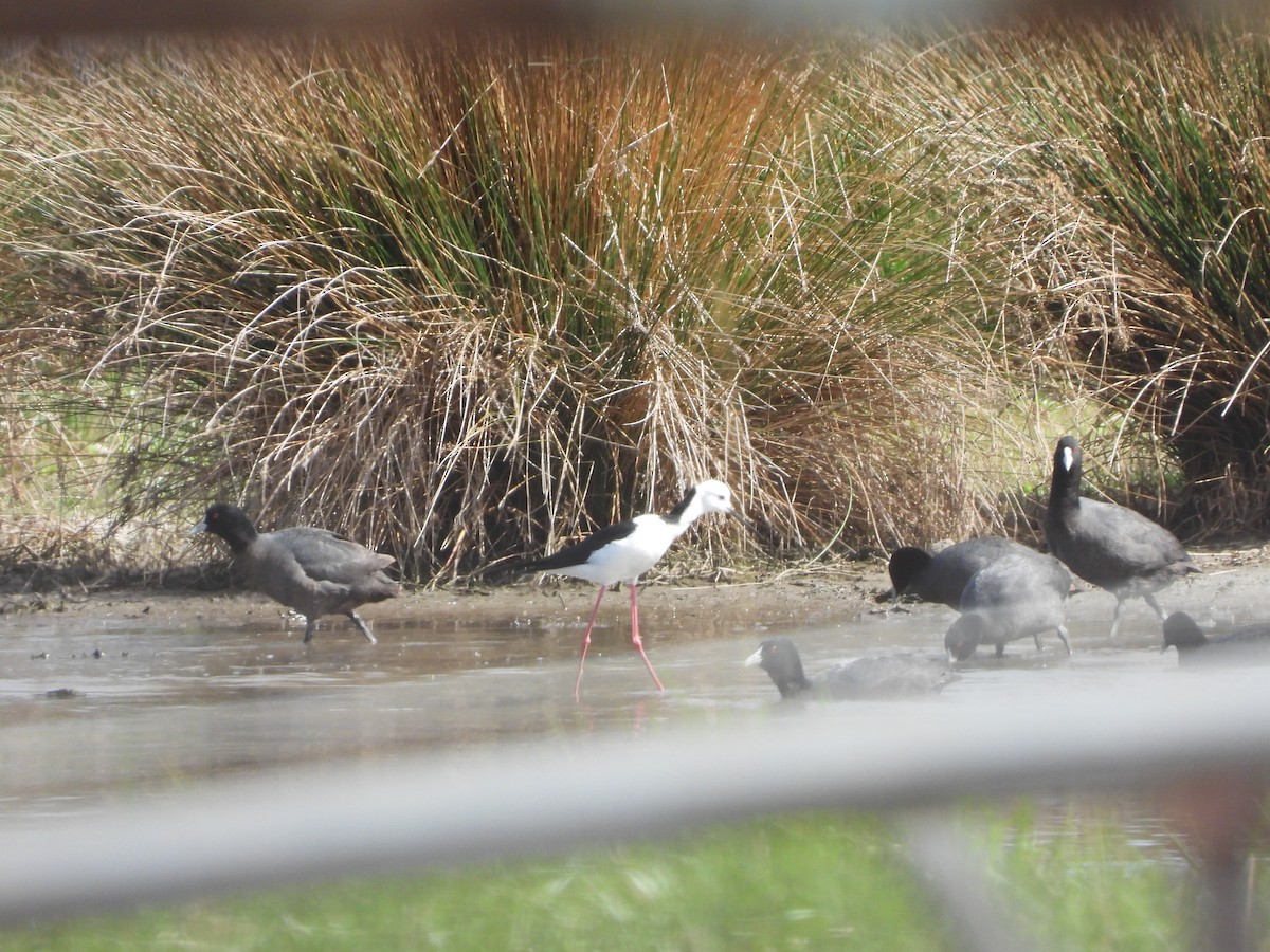 Pied Stilt - ML623422370