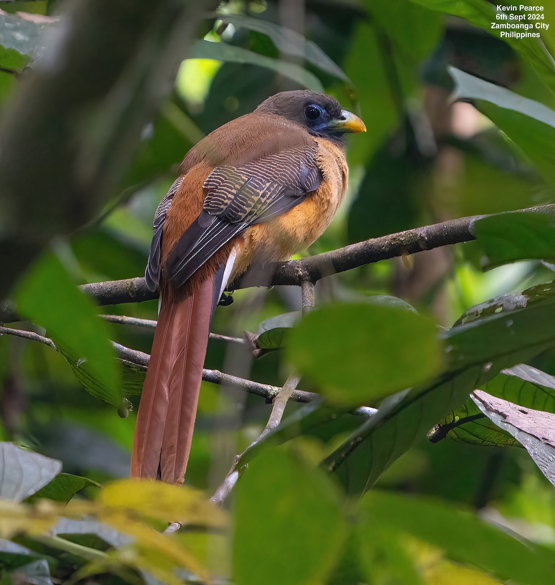 Philippine Trogon - ML623422371