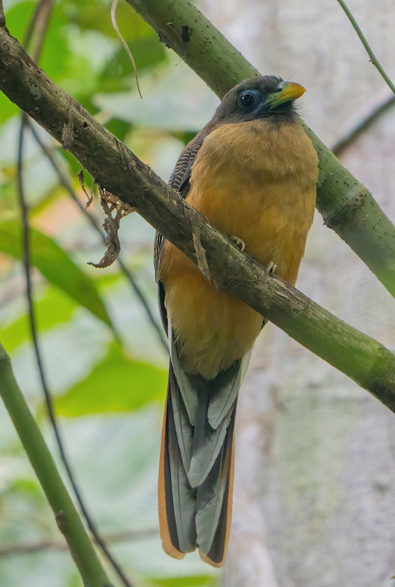 Philippine Trogon - ML623422372