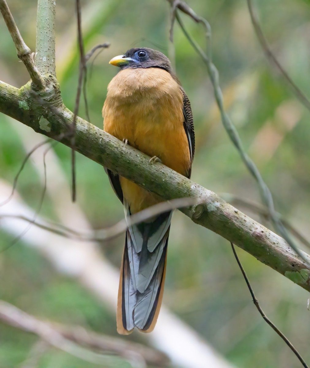 Philippine Trogon - ML623422373