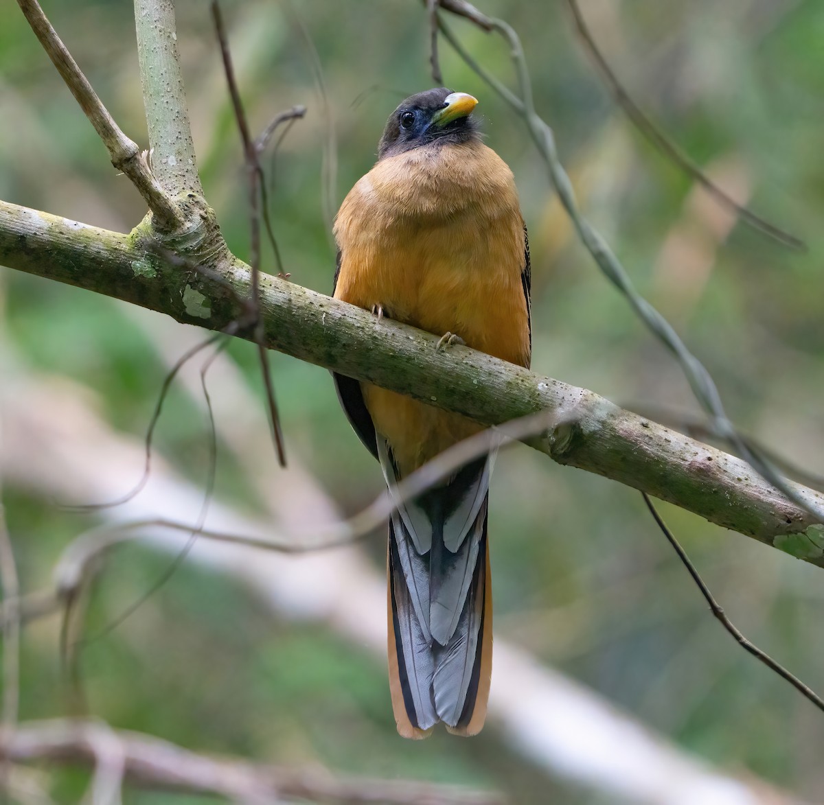 Philippine Trogon - ML623422374