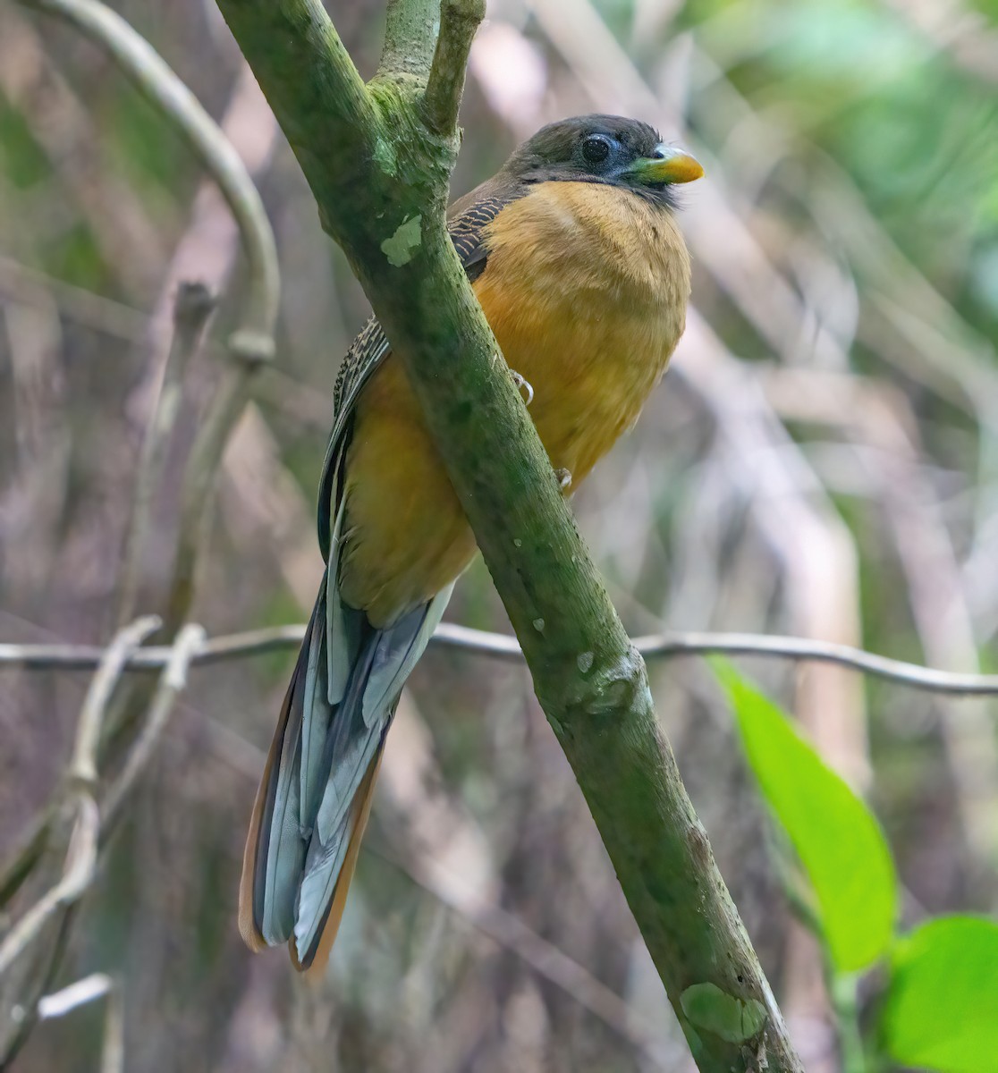 Philippine Trogon - ML623422375