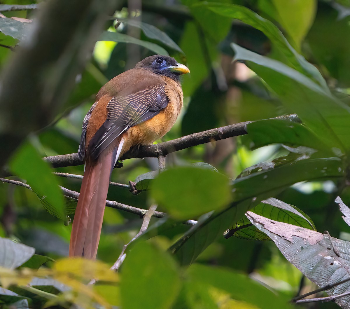 trogon filipínský - ML623422376