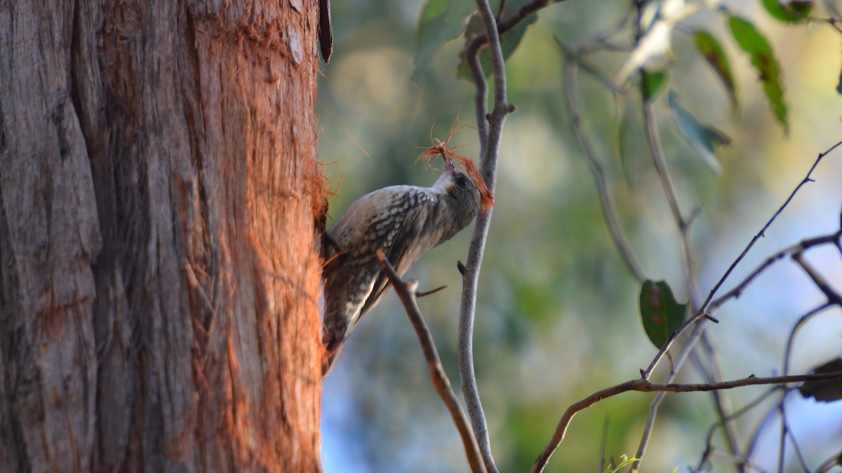 White-throated Treecreeper - ML623422426