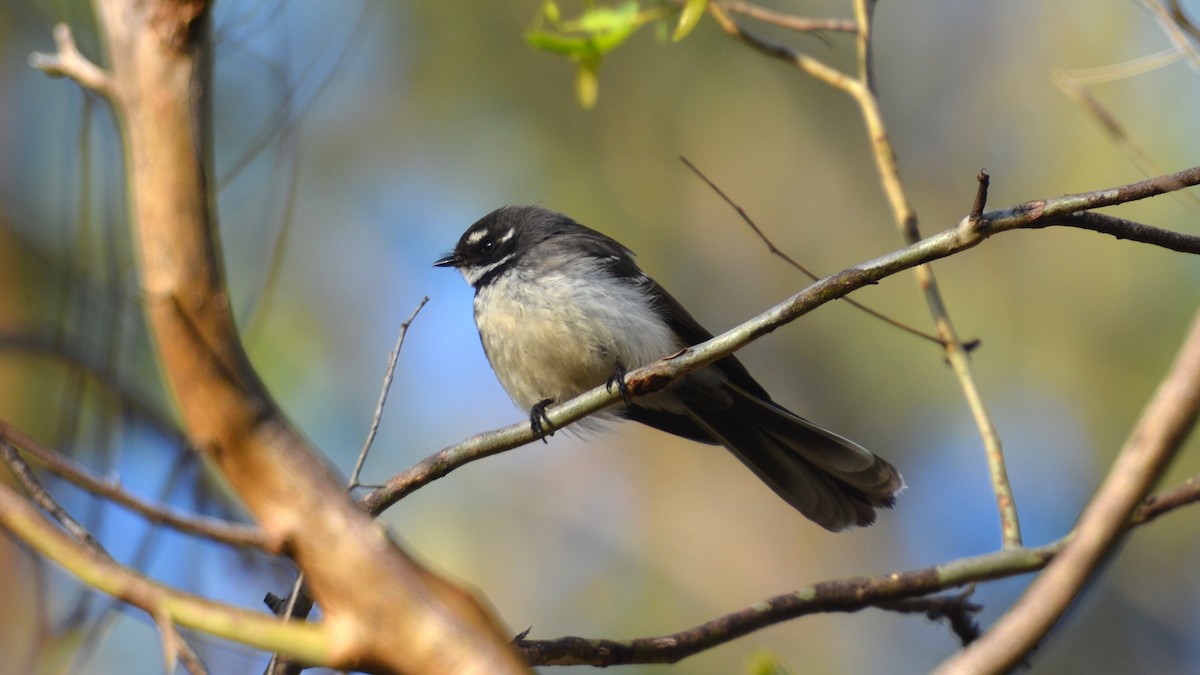 Gray Fantail - ML623422427