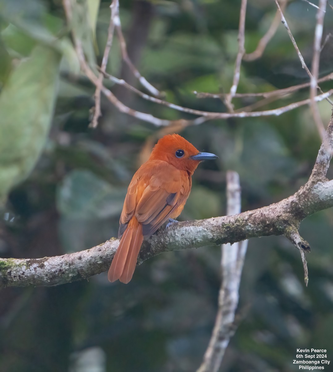 Rufous Paradise-Flycatcher - Kevin Pearce