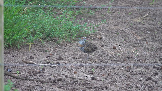 Buff-banded Rail - ML623422448