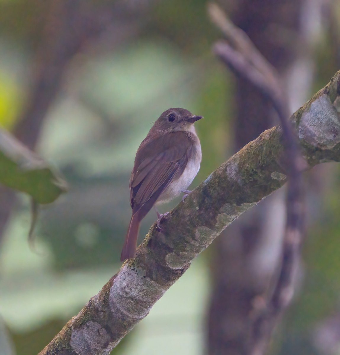 Chestnut-tailed Jungle Flycatcher - Kevin Pearce