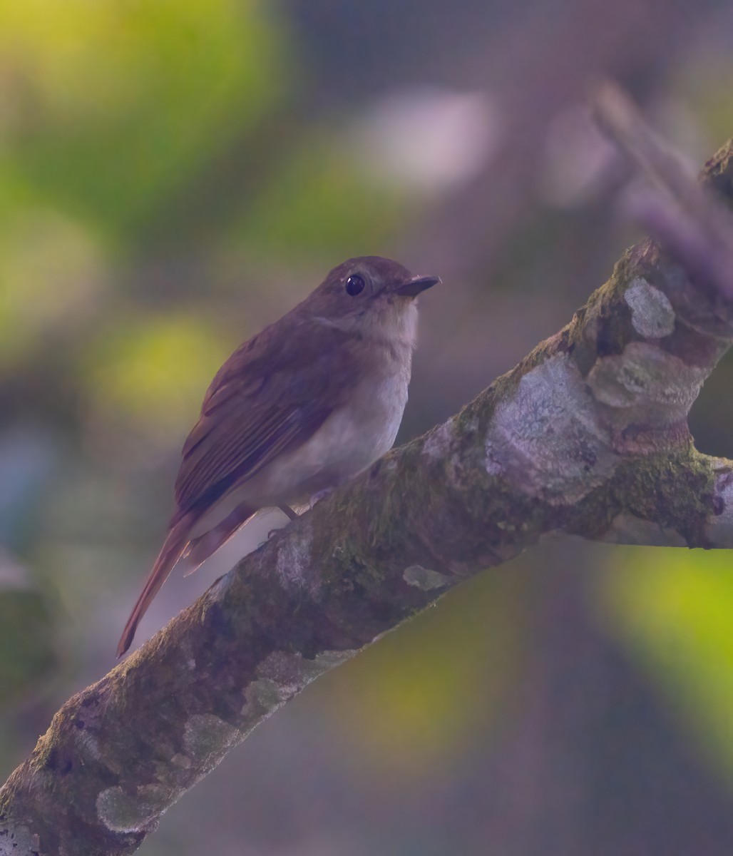 Chestnut-tailed Jungle Flycatcher - Kevin Pearce