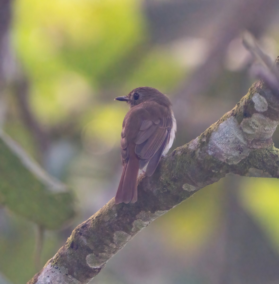 Chestnut-tailed Jungle Flycatcher - Kevin Pearce