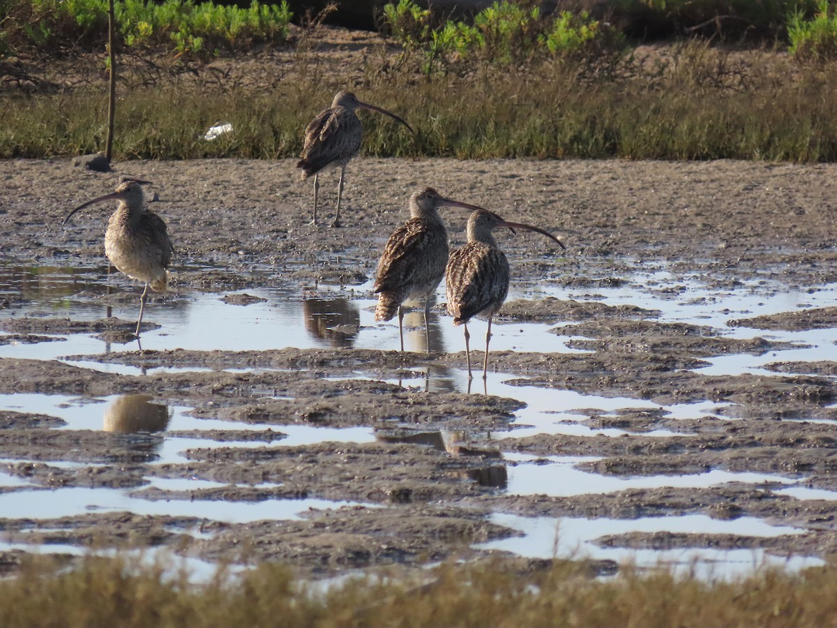 Far Eastern Curlew - ML623422470