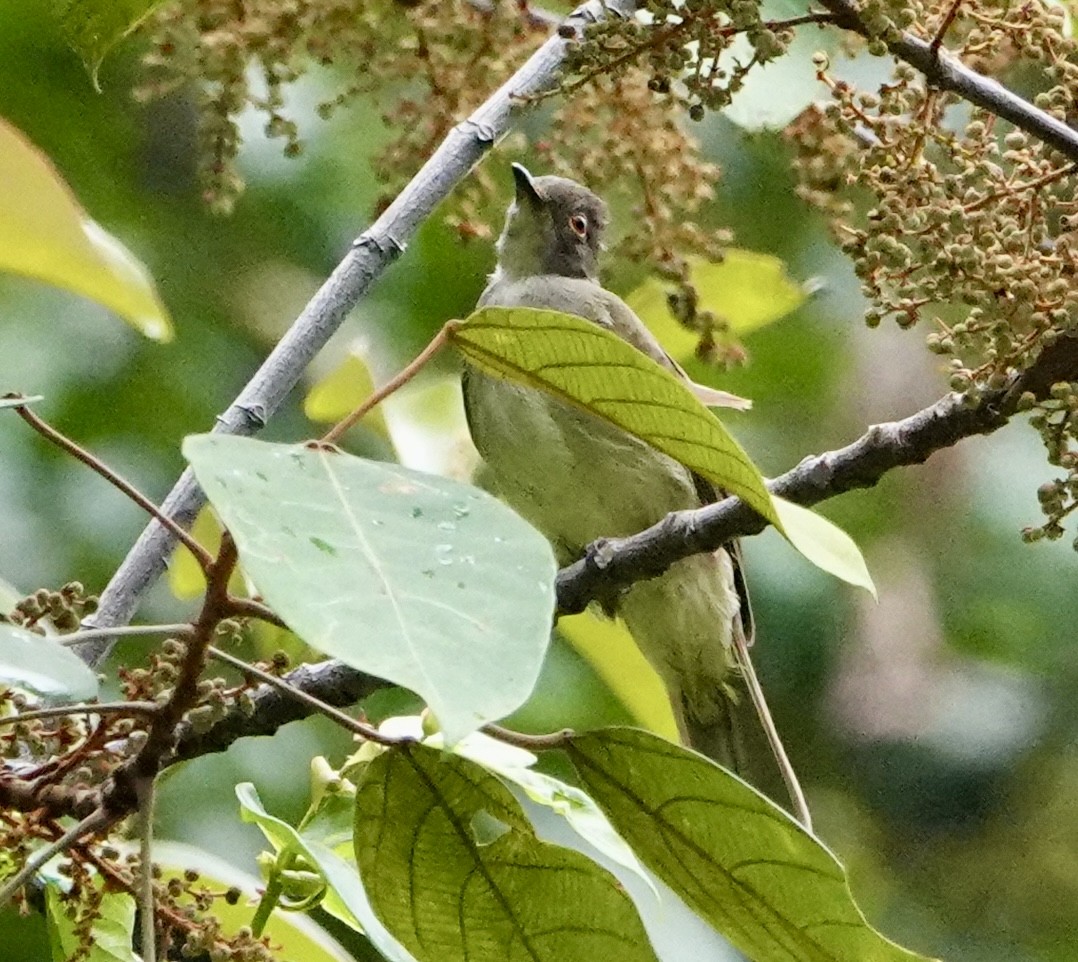 Spectacled Bulbul - ML623422472