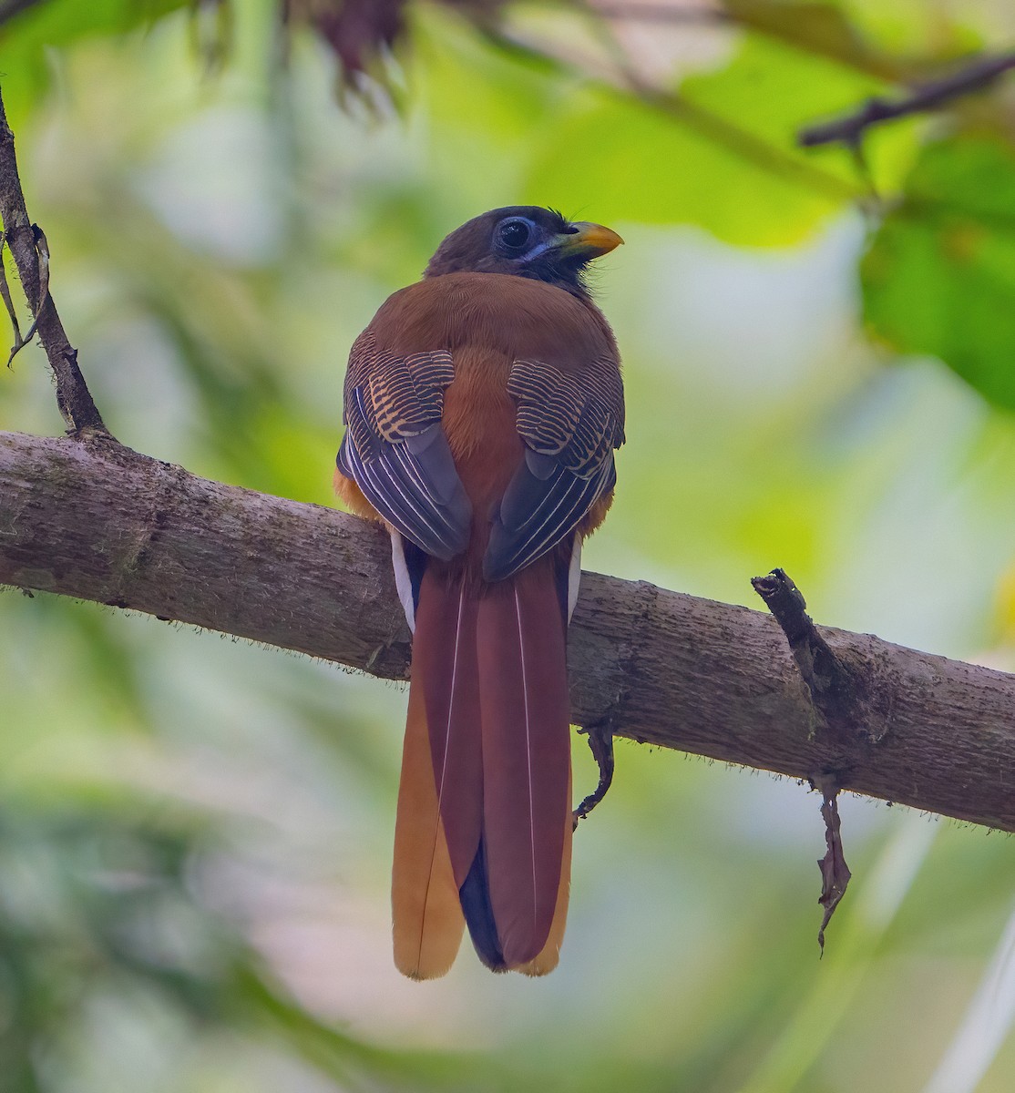 Philippine Trogon - ML623422506