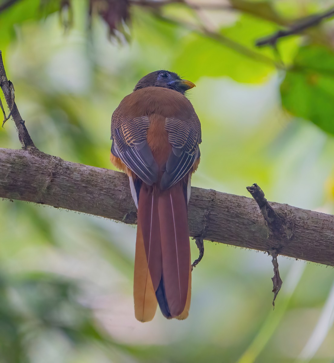 Philippine Trogon - ML623422507