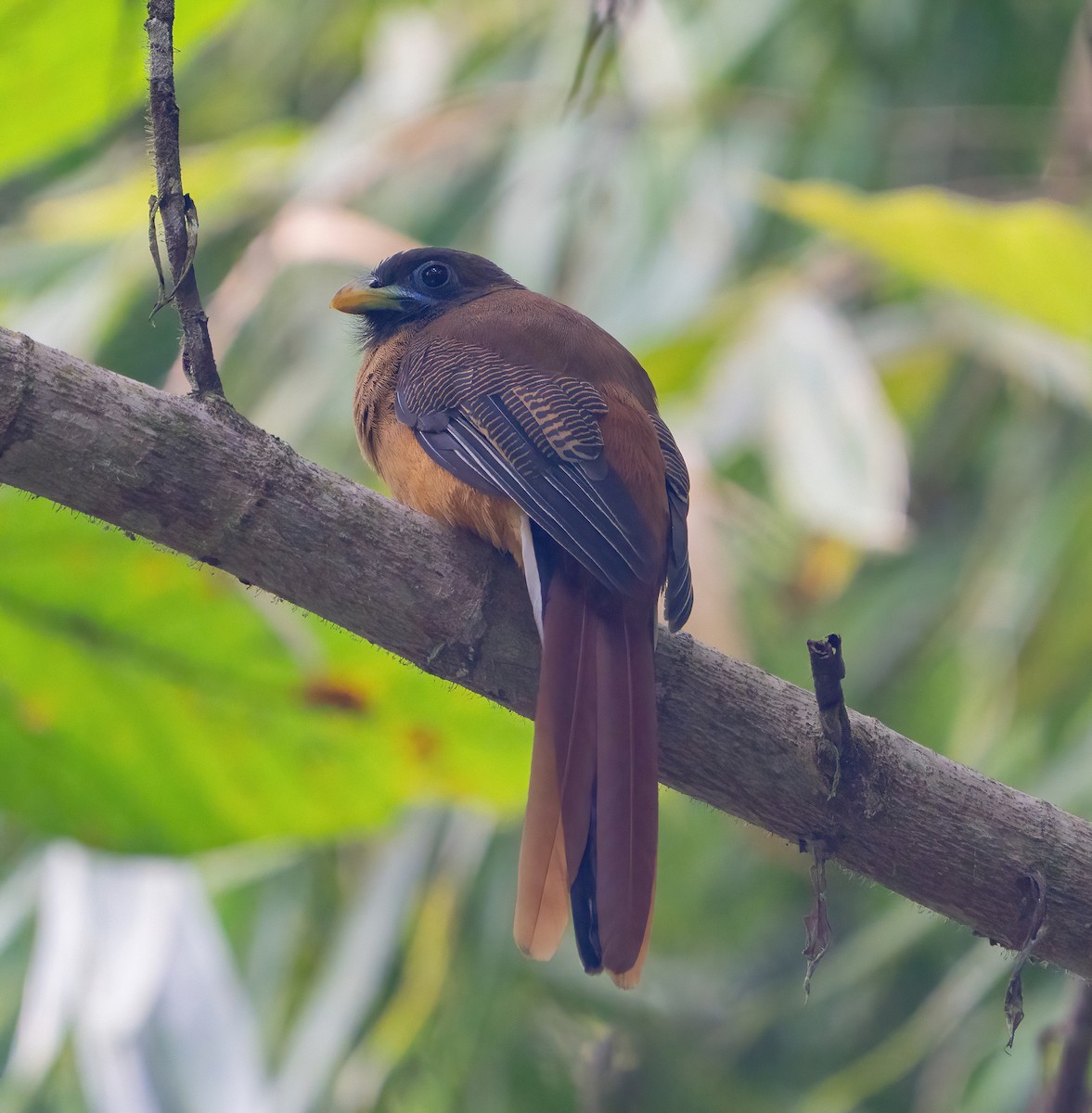 trogon filipínský - ML623422508