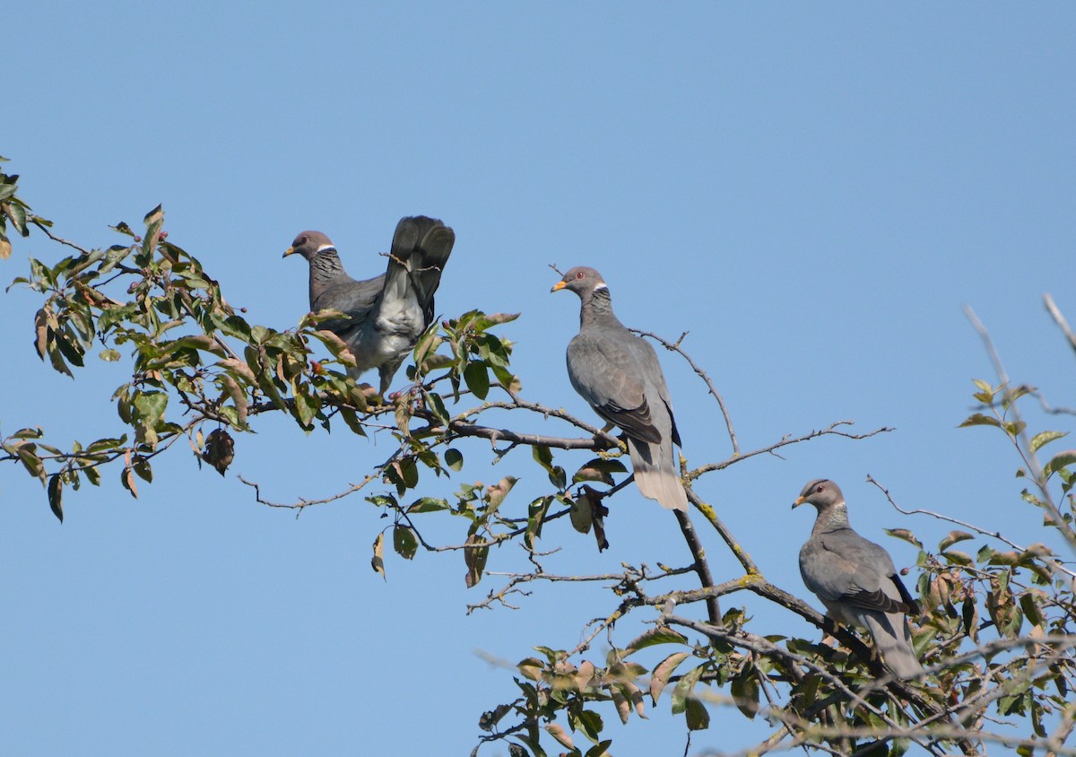 Band-tailed Pigeon - Bridget Spencer