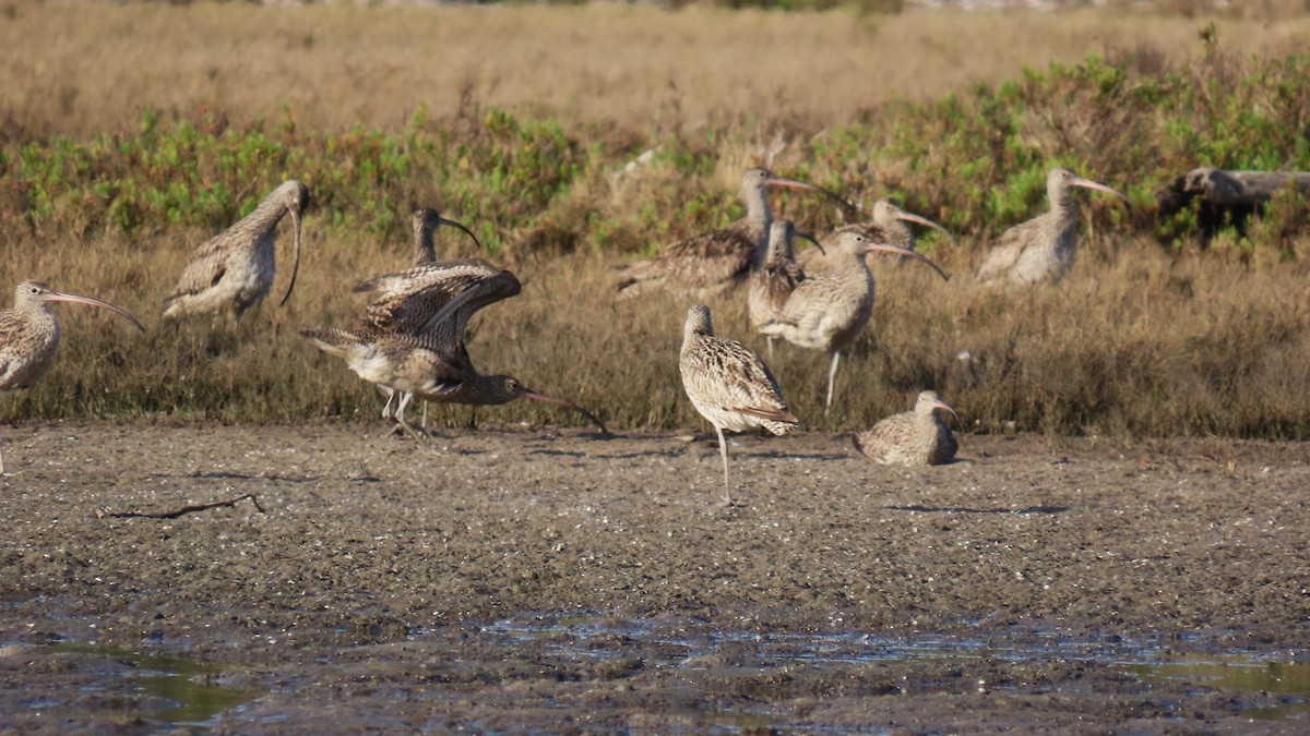 Far Eastern Curlew - ML623422512