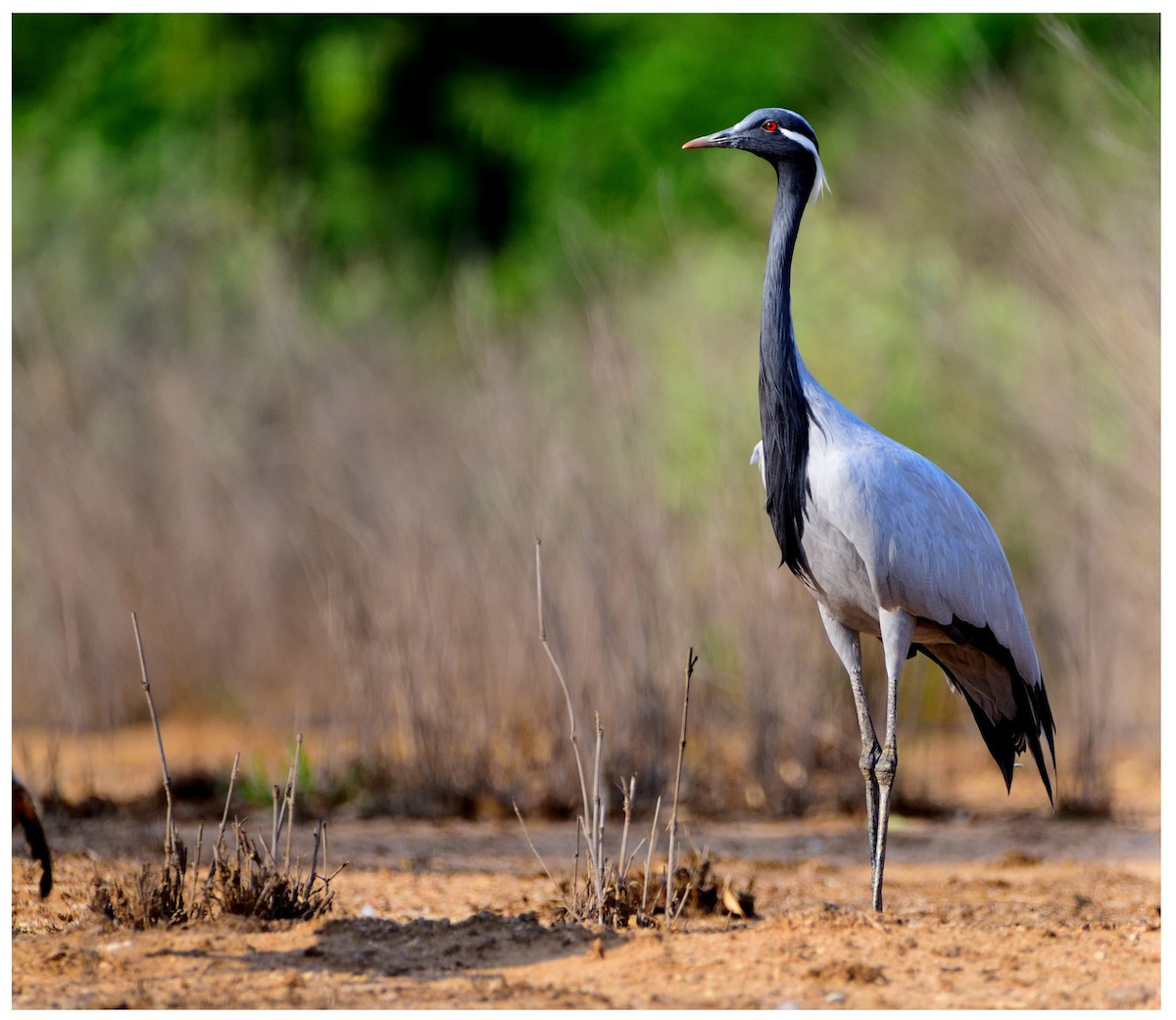 Demoiselle Crane - ML623422521