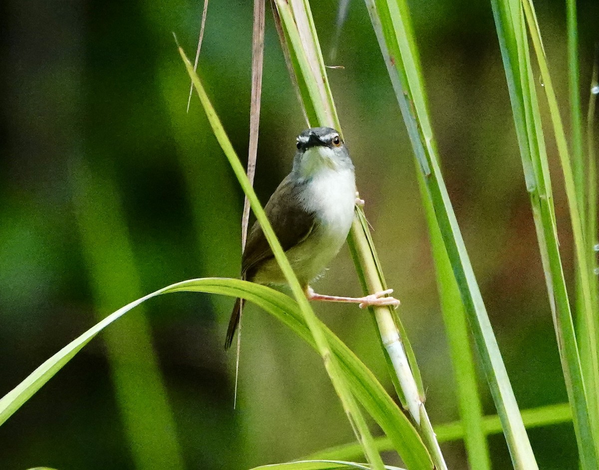 Rufescent Prinia - David Diller