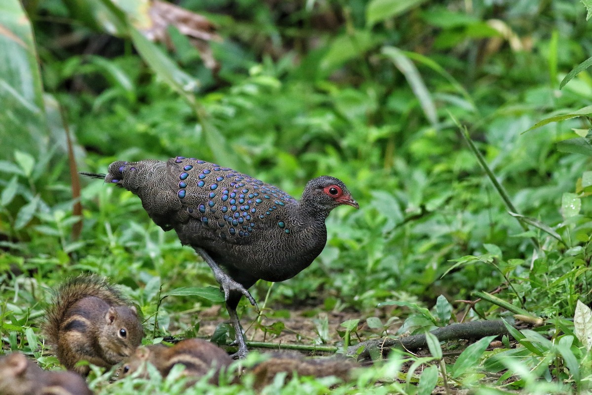 Germain's Peacock-Pheasant - ML623422553