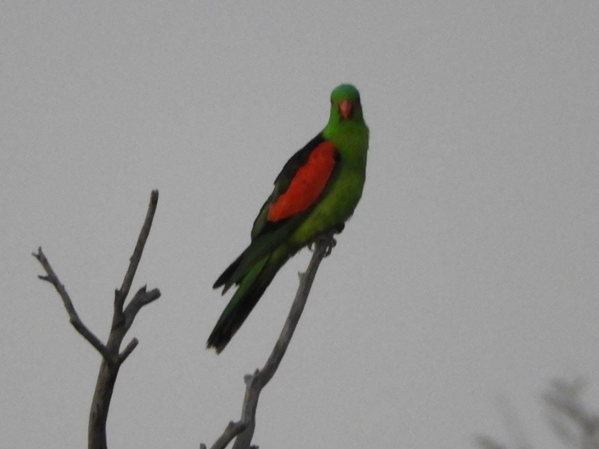 Red-winged Parrot - ML623422569