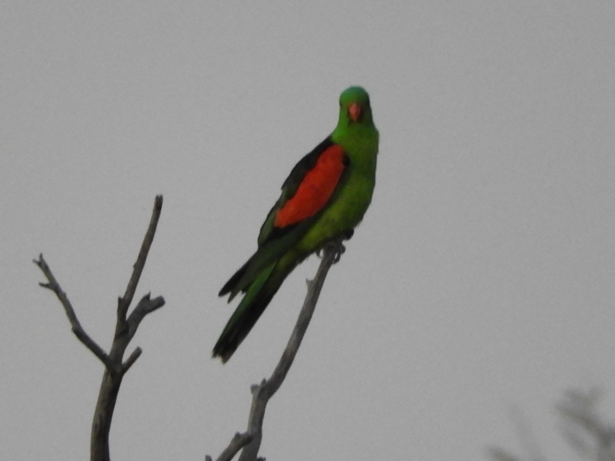 Red-winged Parrot - Natalee Bozzi