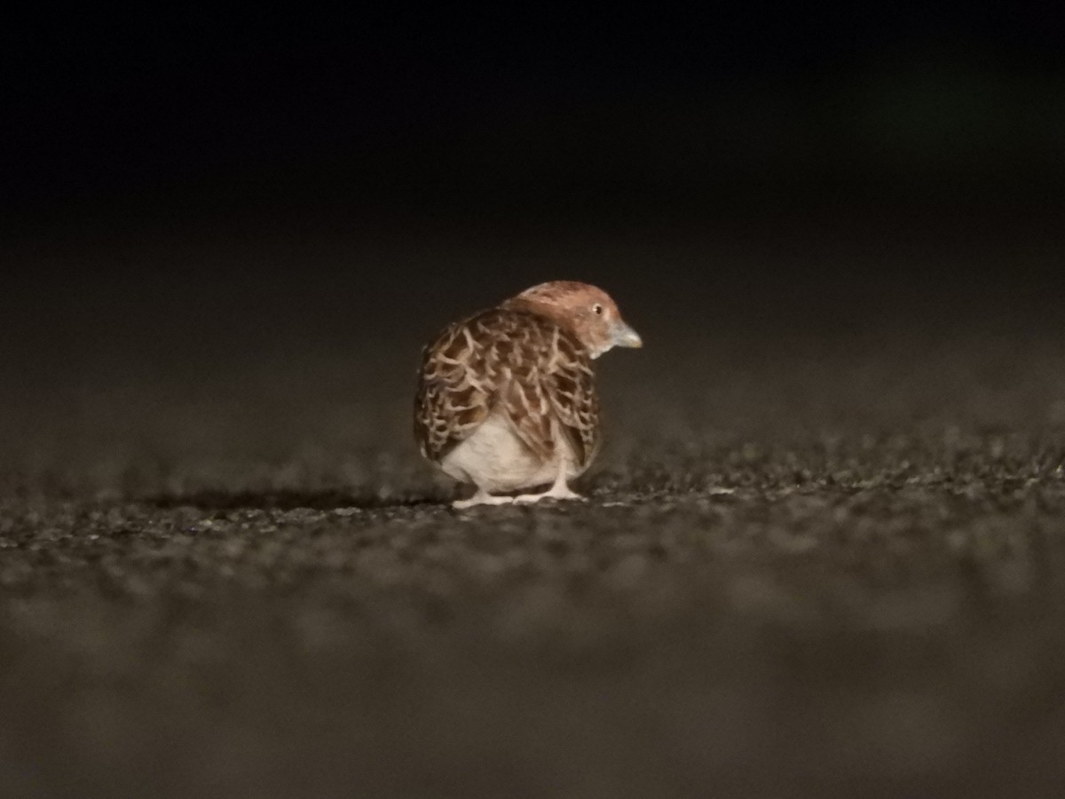 Little Buttonquail - ML623422596