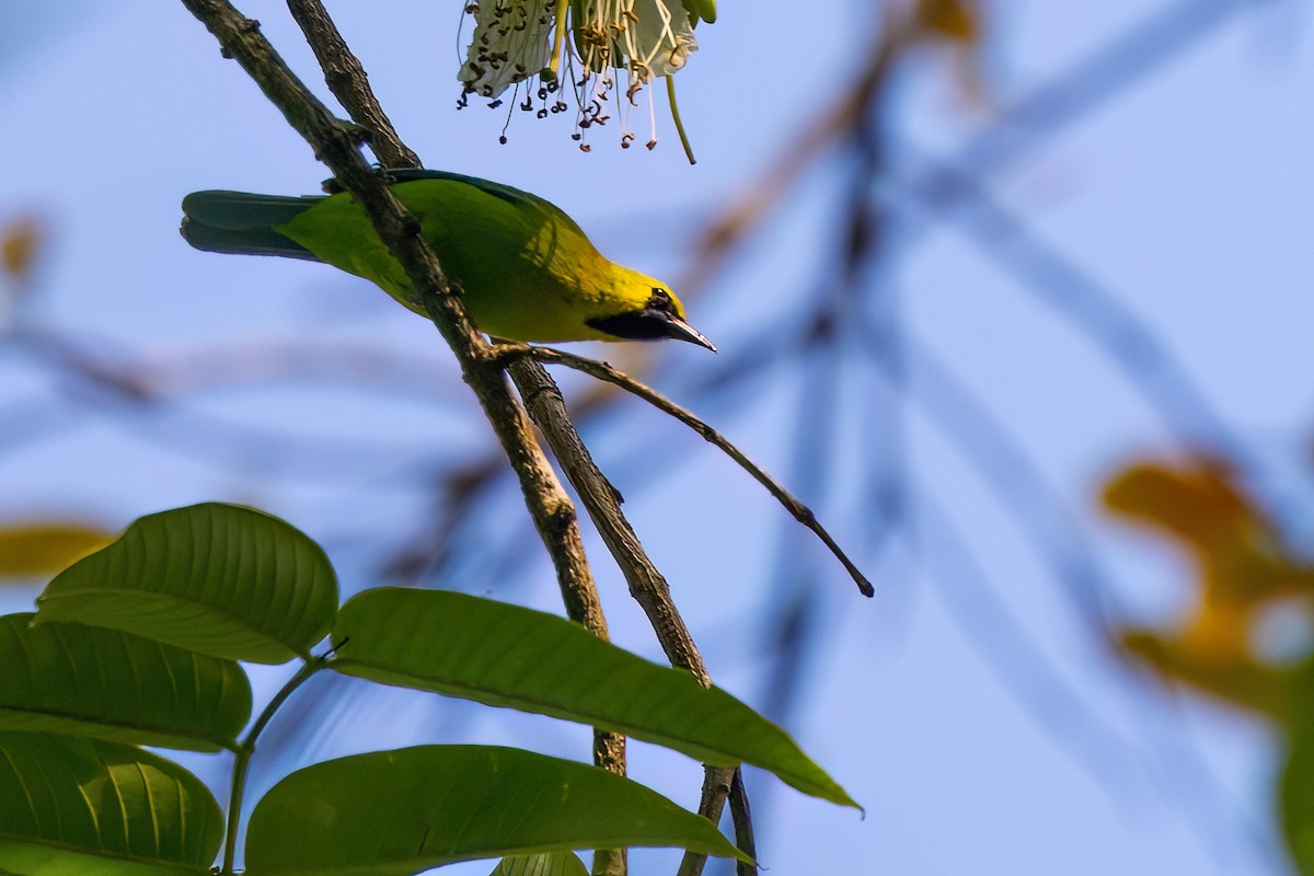 Blue-winged Leafbird - ML623422602