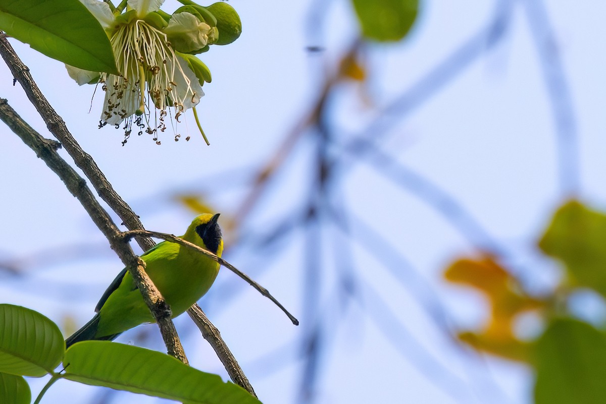 Blue-winged Leafbird - ML623422603